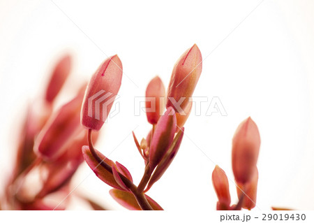 多肉植物 花 フラワー 29019430