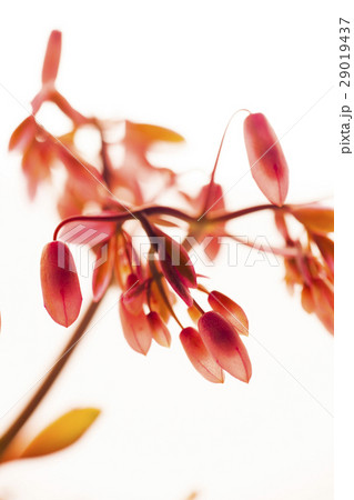 多肉植物 花 フラワー 29019437