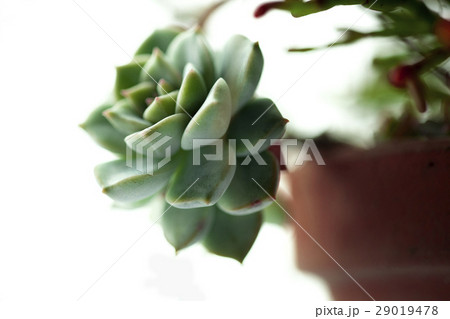多肉植物 花 フラワー 29019478