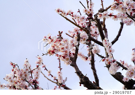 梅花 白い花びらに赤いがく 寄り Aの写真素材