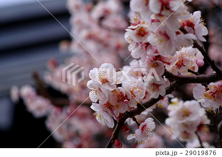 梅花 白い花びらに赤いがく 青空と黒い蔵の背景 Bの写真素材