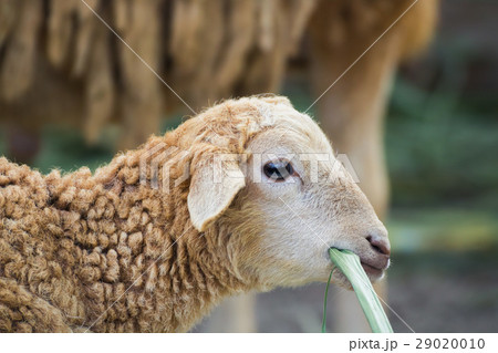 this is a close up of a sheep 29020010