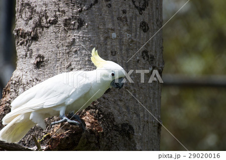 Portrait of Cockatoo that beautiful bird Portrait of Cockatoo that beautiful bird 29020016