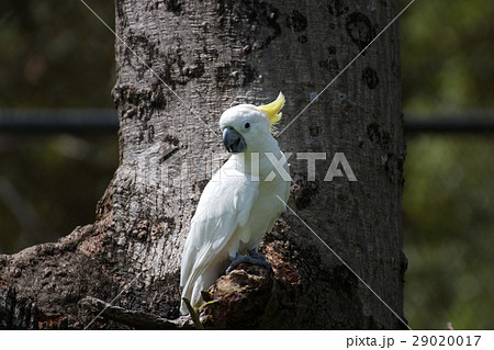 Portrait of Cockatoo that beautiful bird Portrait of Cockatoo that beautiful bird 29020017