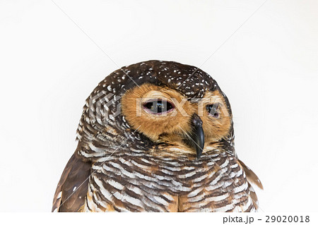 Portrait of Brown Wood Owl bird from Thailand Portrait of Brown Wood Owl bird from Thailand 29020018