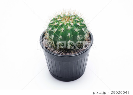Cactus isolated on white background 29020042