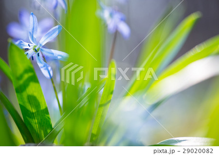 Early spring Blue Scilla (Squill) blossom Early spring Blue Scilla (Squill) blossom 29020082
