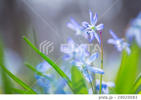 Early spring Blue Scilla (Squill) blossom Early spring Blue Scilla (Squill) blossom 29020083