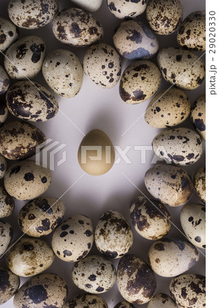 Alone Flat Quail Egg in Center Alone Flat Quail Egg in Center 29020330
