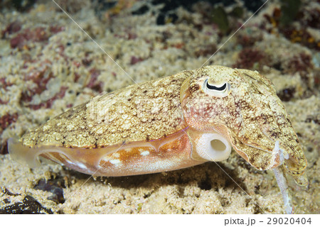 コブシメ 29020404