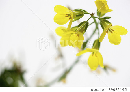 花 フラワー お花 29022146