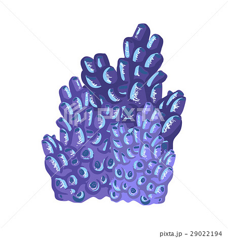 Blue Coral, Tropical Reef Marine Invertebrate 29022194