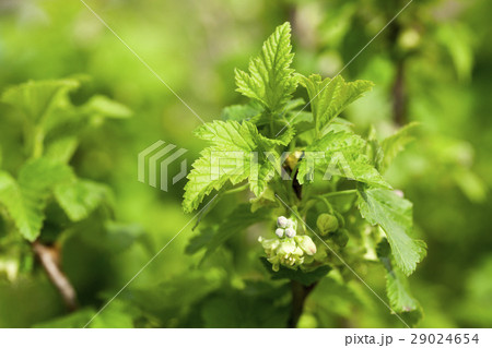 spring flowering currant spring flowering currant 29024654