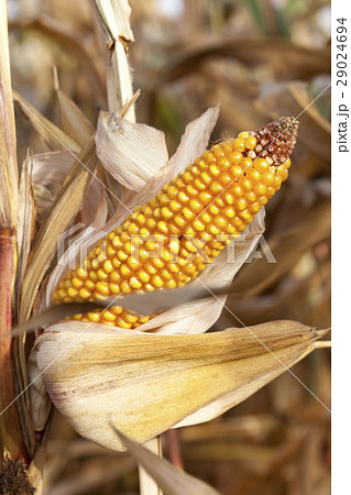 Ripe yellow corn 29024694