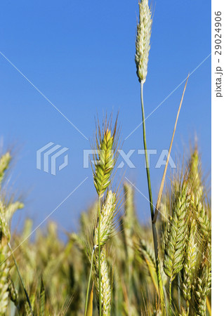 mature cereal, close-up mature cereal, close-up 29024906