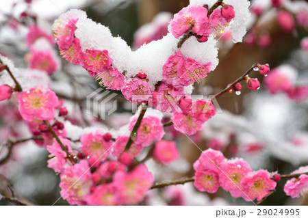 梅に雪④ 29024995