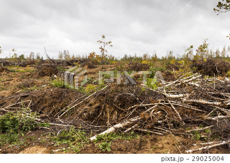 Storm damage. trees in the forest after a storm. 29025004