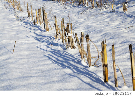 field covered with snow 29025117