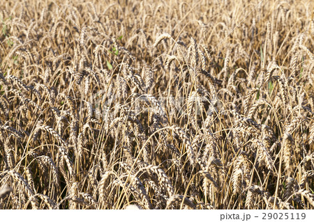 field with rye 29025119