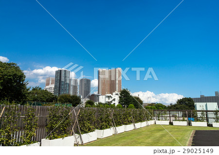 芝浦中央公園　品川シーズンテラスの横　ビル群 29025149