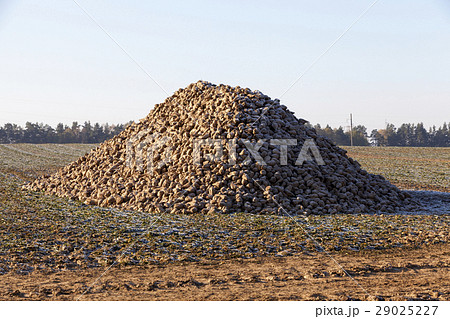 beet harvest, close-up 29025227