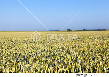 immature yellowing wheat immature yellowing wheat 29025239