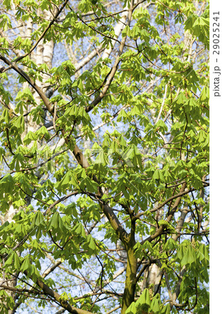 green leaves of chestnut green leaves of chestnut 29025241