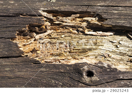 rotten wooden surface, close-up 29025243