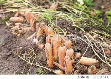 red carrots in the field 29025244