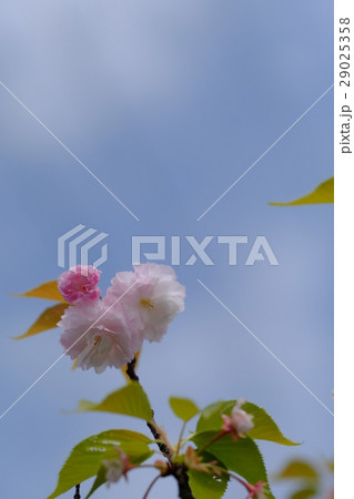 葉桜 葉桜 29025358