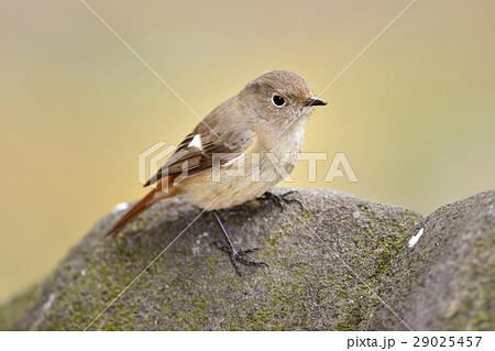 ジョウビタキの雌 29025457