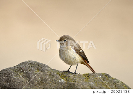 ジョウビタキの雌 29025458