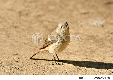地面のジョウビタキ 地面のジョウビタキ 29025476