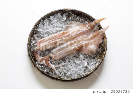 ヤリイカ 29025789