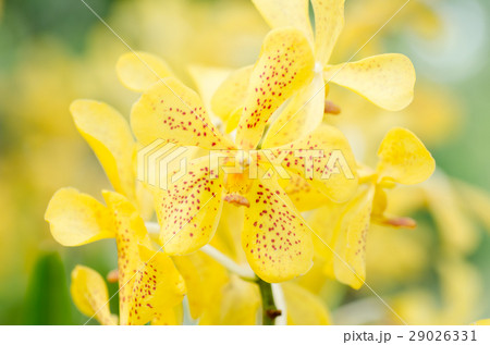 Yellow orchid flower in spring Yellow orchid flower in spring 29026331