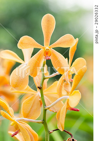 Orange orchid flower in spring 29026332