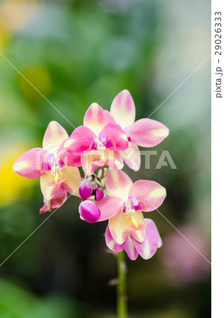 Pink orchid flower in spring 29026333