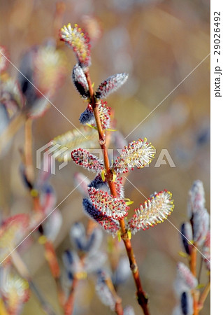 ネコヤナギ猫柳の花咲く 29026492