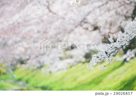 春イメージ 春イメージ 29026857