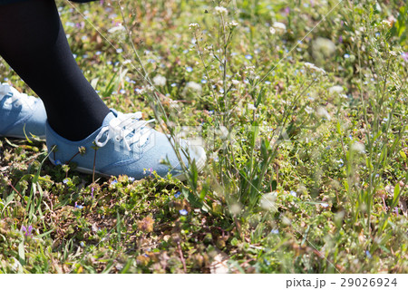 春の草むら 29026924