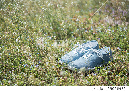 春の草むら 29026925