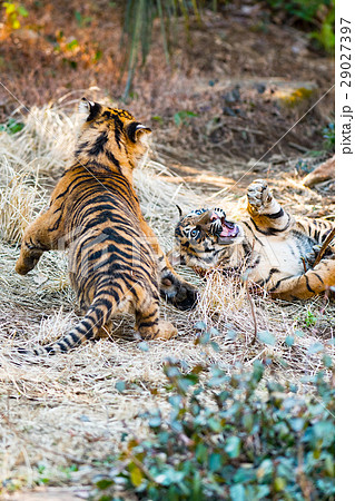 スマトラトラの双子兄弟 29027397