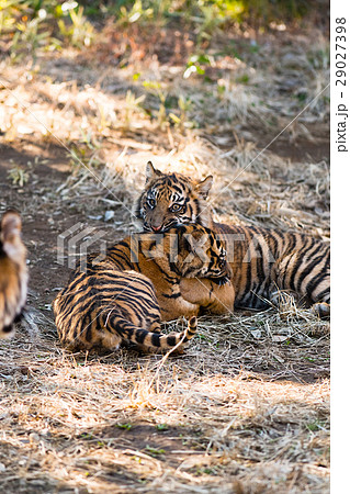 スマトラトラの双子兄弟 29027398
