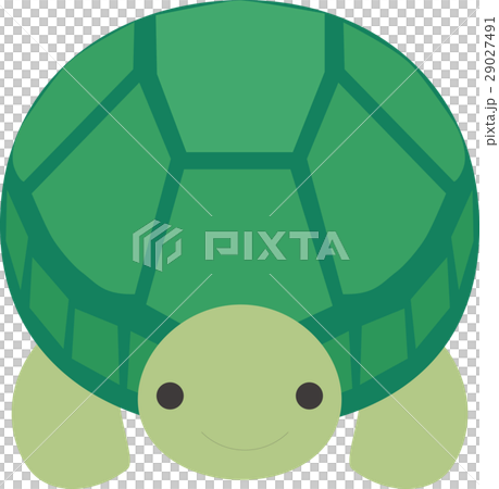 一隻正面的烏龜 一隻正面的烏龜 29027491