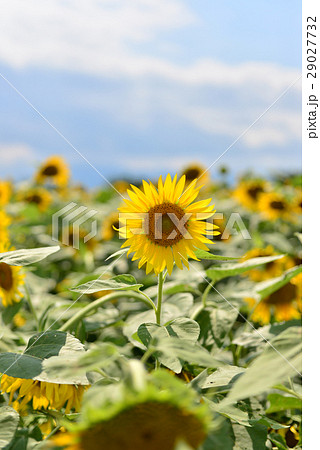 ひまわり 29027732