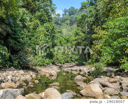 Mountain stream in green forest at summer time 29028007