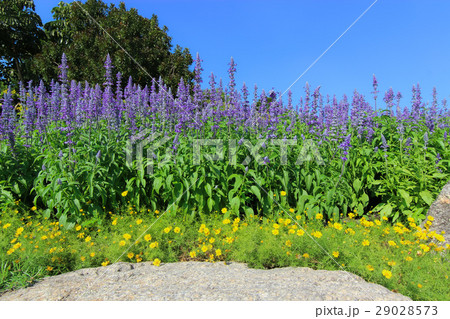 Flower fountain - Blue Salvia flower 29028573