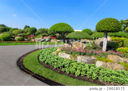 Beautiful dwarf tree in the garden 29028575