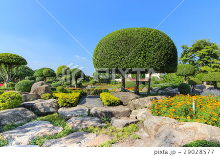 Beautiful dwarf tree in the garden Beautiful dwarf tree in the garden 29028577