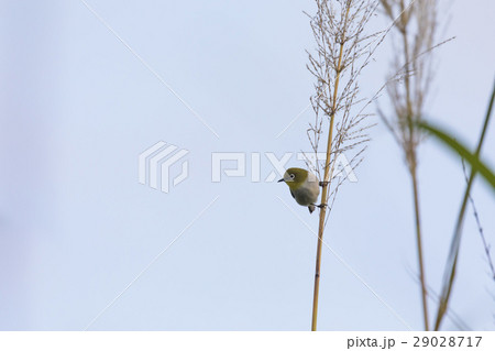 サトウキビの穂と小鳥 29028717